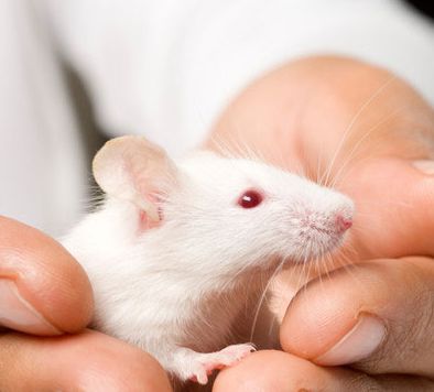 Animal experiment: successfully \"rewrite\" the emotional memory of experimental mice