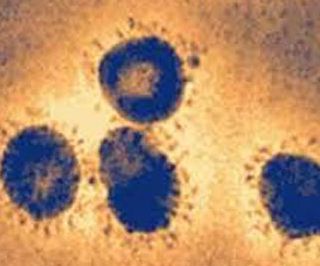 MERS coronavirus vaccine animal experiment was successful