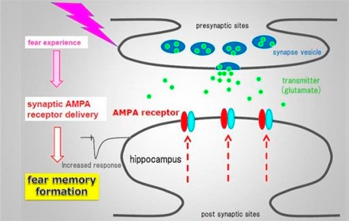 Precise inactivation of neural messenger receptors can erase fear memories in mice