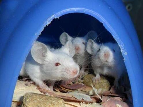 Hormones secreted by bones affect appetite in mice