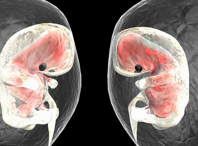 Experimental mouse research shows that the first heartbeat of the fetus occurs on the 16th day of conception