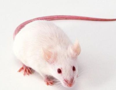 Exposure to environmental PCBs impairs brain function in mice