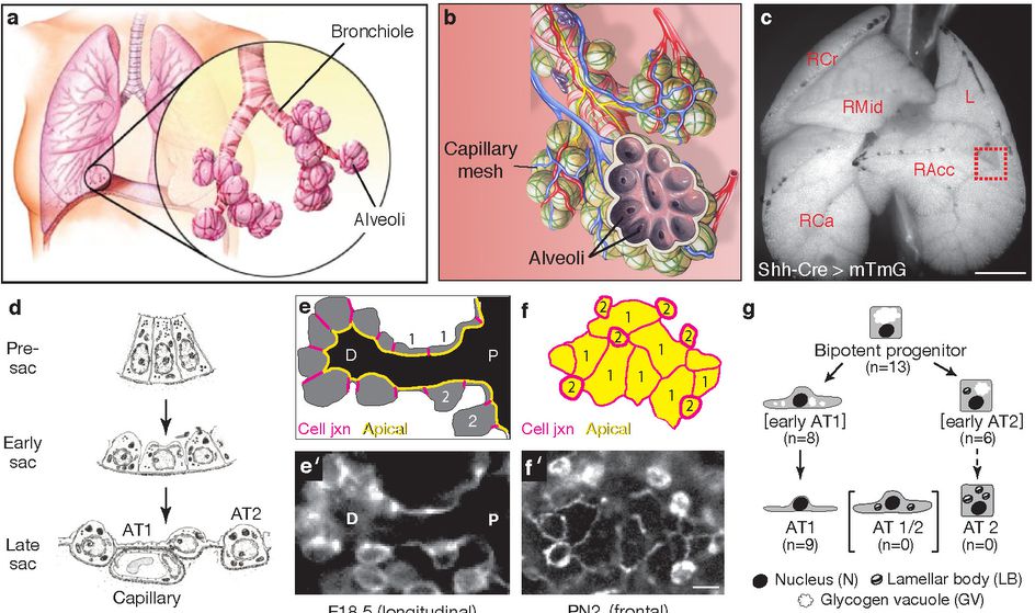 New functions of cells related to lung ventilation discovered in mouse model studies