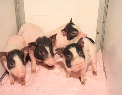 The Institute of Zoology, Chinese Academy of Sciences uses CRISPR technology to establish a small pig model of von Willebrand disease