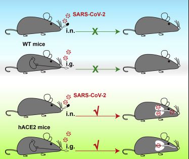 SARS-CoV-2 infection mouse model and its pathogenesis