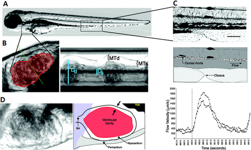 Analysis of zebrafish embryo heart function and hemodynamics