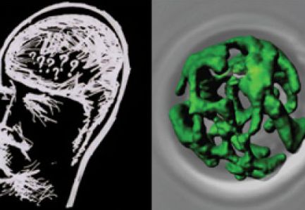 Mechanism of Alzheimer\'s disease related peptides destroying mitochondria