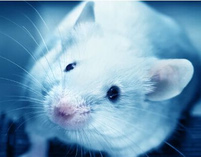 Animal experiments: Scientists discover new ways to prevent and treat type 1 diabetes