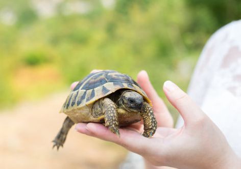 Turtle skin protein may treat human psoriasis