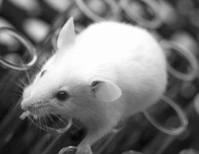 Use mouse models to further clarify the relationship between inflammation and cancer