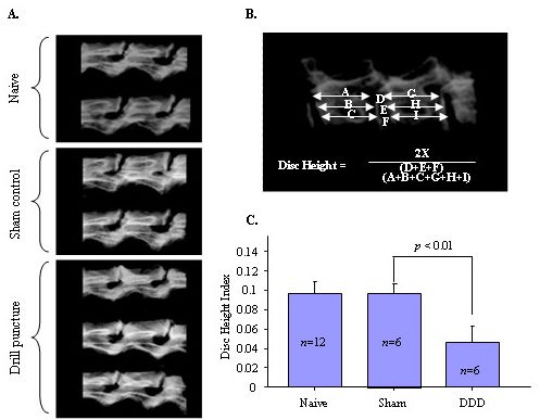 【Animal Modeling】- Rat intervertebral disc degeneration pain model