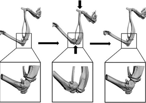 【Animal Modeling】-Animal model of post-traumatic osteoarthritis