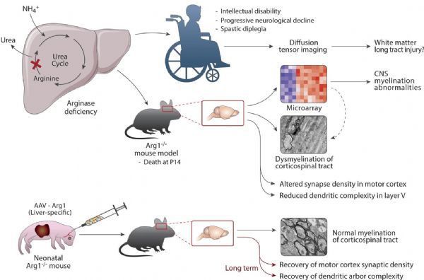 Two gene therapies can cure rare genetic diseases!