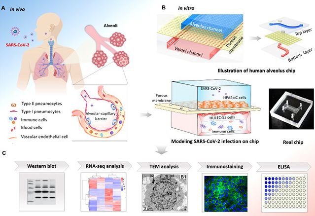 The use of organ microphysiological system to simulate new coronavirus infection and lung tissue damage has made progress