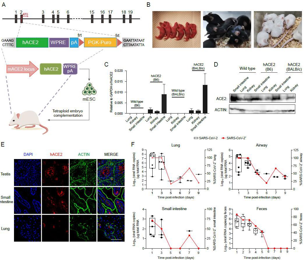 【Animal Modeling】-Using stem cell technology to quickly prepare new crown mouse models