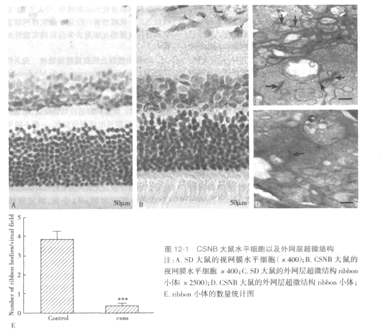 【Disease Animal Model】-Congenital Static Night Blindness Model Animal