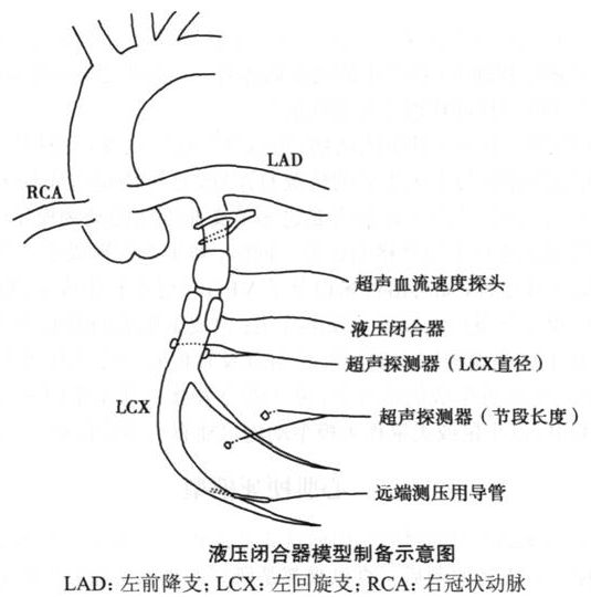 [Animal modeling]-Myocardial infarction model caused by vascular mechanical occlusion