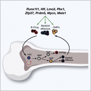 【Animal Modeling】-8 gene induces reprogramming of mature blood cells in mice into hematopoietic stem cells