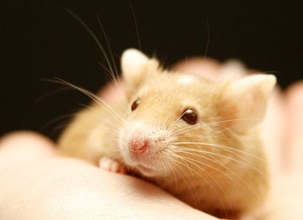 【Animal Modeling】-Experimental mouse research shows that antioxidants can restore vitality to aged arteries