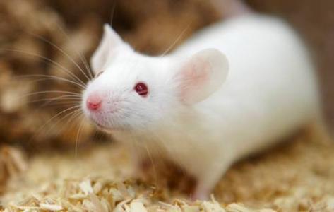 【Animal Modeling】-Gene editing can prevent hereditary deafness in mice