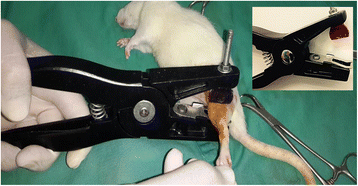 【Animal Modeling】-Closed Tibia Fracture Model in Rats