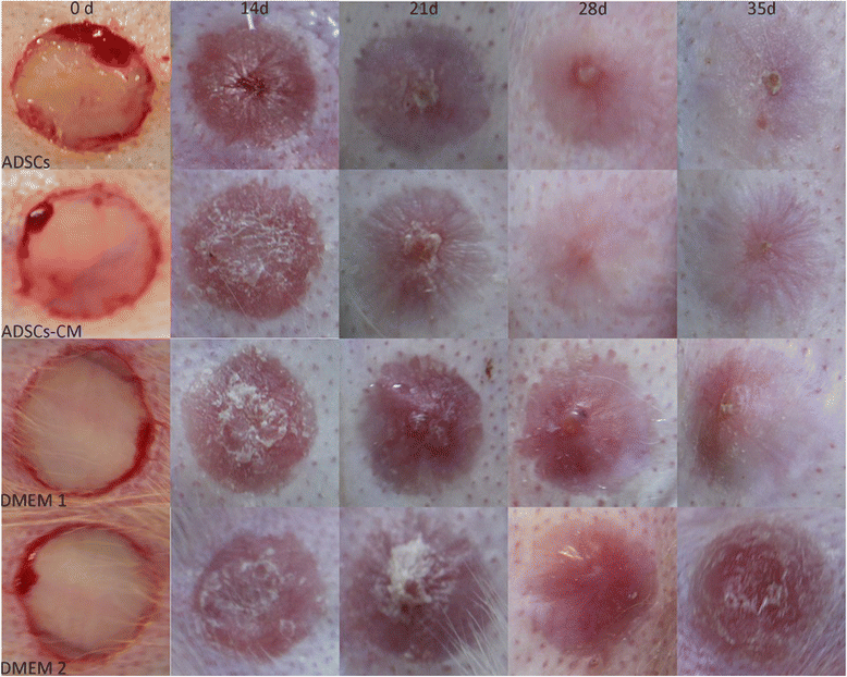 【Animal Modeling】-Ear hypertrophic scar