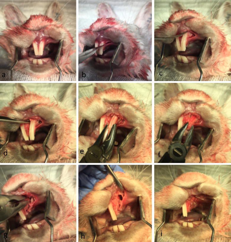 【Animal Modeling】-Experimental model of alveolar crack