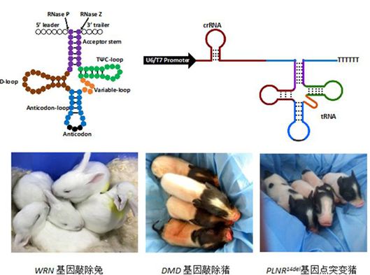 When will the first CRISPR/Cpf1 gene editing of rabbit and pig models be completed? -【Animal Modeling】