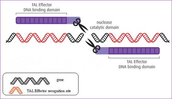 【Animal Modeling】-How to use gene to modify tumor animal models?