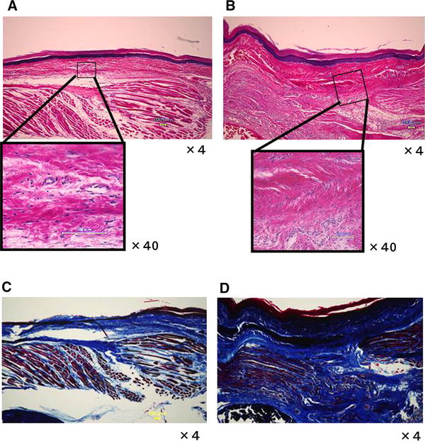 【Animal Modeling】-How to prepare an animal model of chronic pain scars?