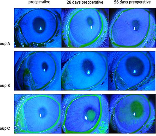 【Animal Modeling】-What are the methods for establishing rabbit models of mild, moderate and severe dry eyes?