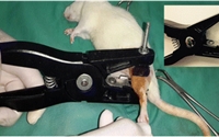 【Animal Modeling】-How to establish a closed tibia fracture model in rats?