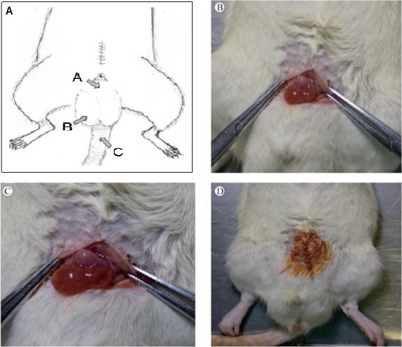 【Animal Modeling】-How to establish a rodent experimental model of chronic prostatitis?