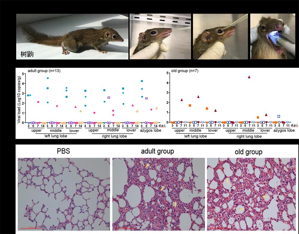 [Animal Modeling]-How to build an animal model of new coronary pneumonia?