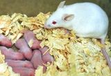 [Animal Modeling]-Mutations in the mother’s mitochondrial DNA will reduce the lifespan of the child