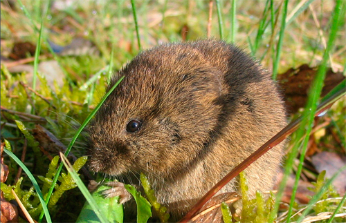 [Animal Modeling]-Can the Oriental Vole be used as an experimental animal?