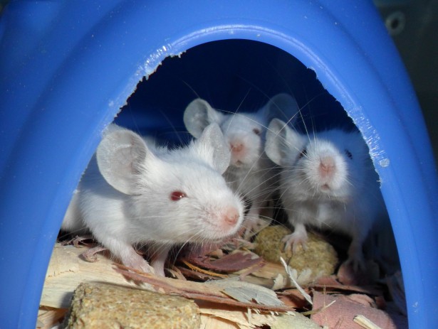 【Animal Modeling】-Experiments in mice found that estrogen can strongly inhibit overeating