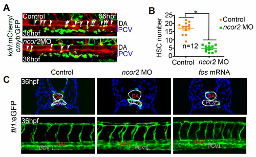 [Animal Modeling]-Mechanism of Ncor2 Regulating the Development of Zebrafish Hematopoietic Stem Cells