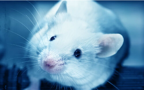 Scientists discover new ways to prevent and treat type 1 diabetes through animal modeling