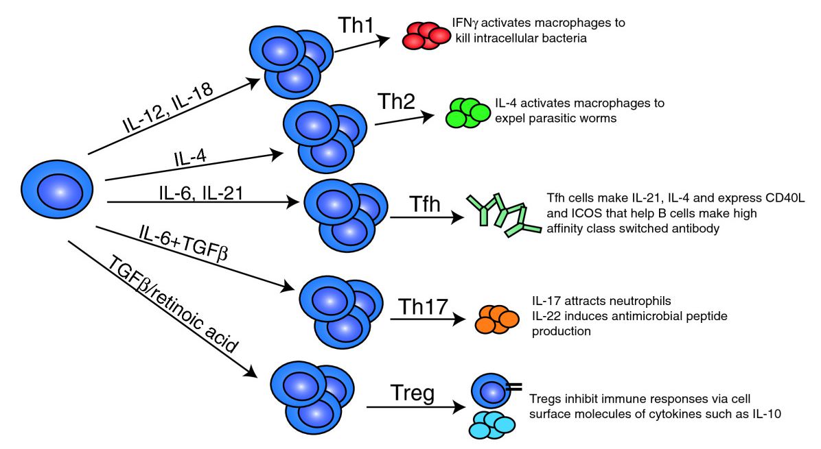 Animal experiments reveal that adjuvants can enhance vaccine immune function