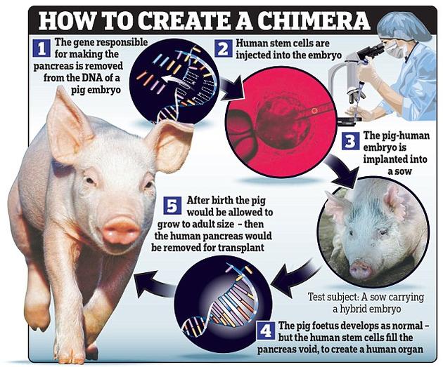 【Animal Modeling】-Human stem cells and pig DNA have been successfully combined