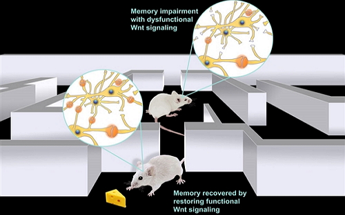 [Animal Modeling]-A protein can [short-circuit] the brain of mice