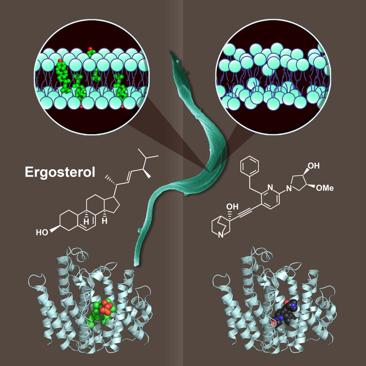 Chinese scholars published the crystal structure of the enzyme protein of squalene synthase in the PLOS journal