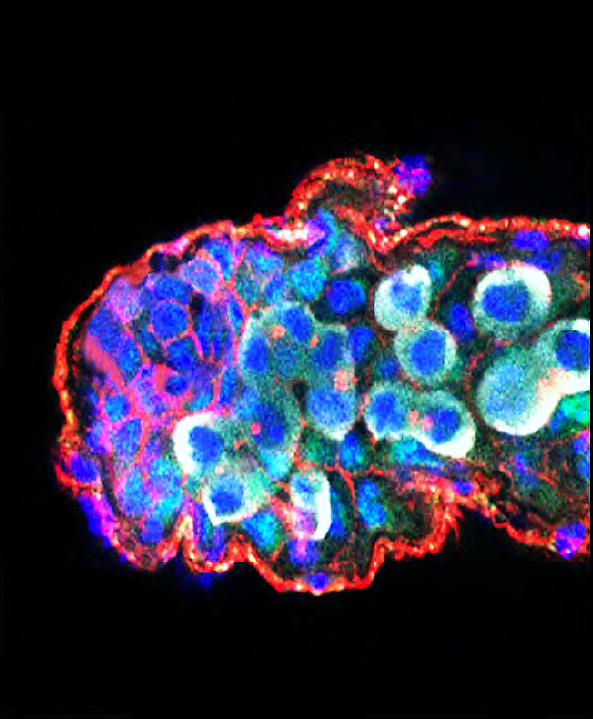 Not only X and Y chromosome miRNAs can also determine the sex of fruit flies