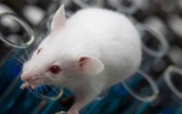 【Animal Modeling】-High-salt diet triggers cognitive deficits in the brains of mice