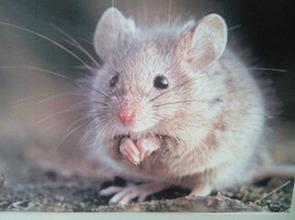 【Animal Modeling】-Comparative analysis of genetic monitoring results of two closed populations of NIH mouse populations