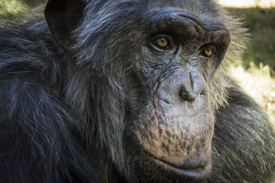 【Animal Modeling】-Metabolic rate determines primate brain development and lifespan