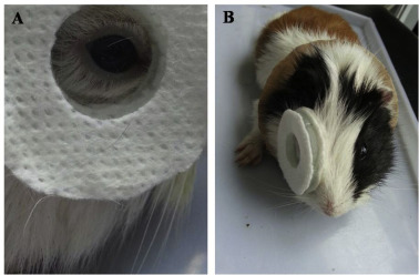 【Animal Modeling】-Experimental Study of Riboflavin and Ultraviolet Irradiation in Preventing Progressive Myopia in Guinea Pigs