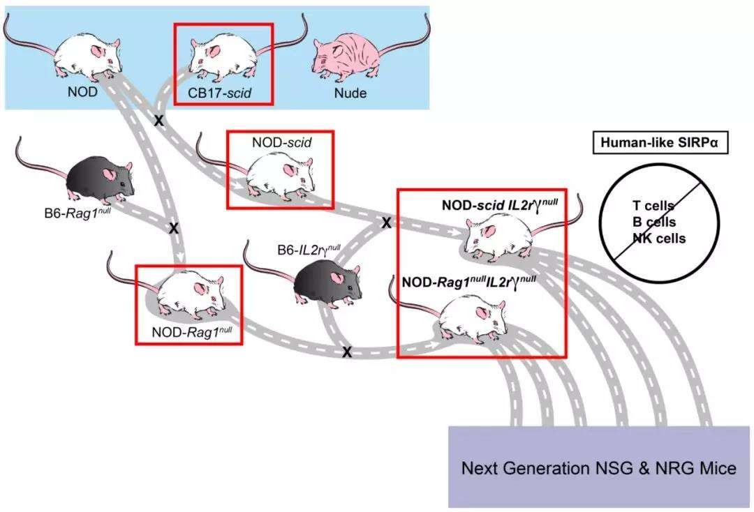 【Animal Modeling】-Establishment and evaluation of a mouse model of endogenous infection induced by intestinal dissemination