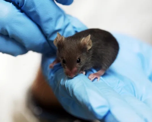 【Animal Modeling】-Study on Periodic Lesion of Chronic Liver Injury in Mice